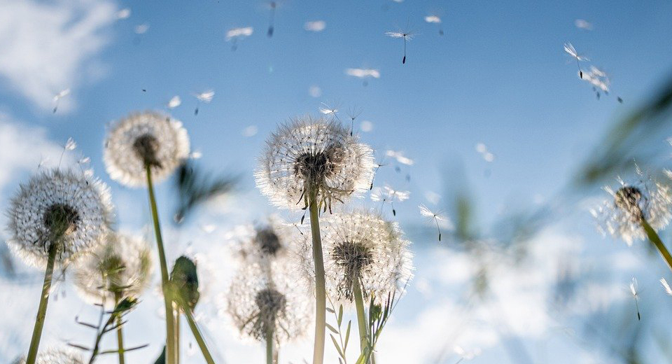 검색 및 노출 확장 이미지